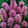 Floristan Violet Blazing Star Seeds