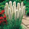 Floristan White Blazing Star Seeds