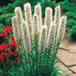Floristan White Blazing Star Seeds