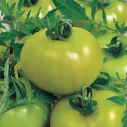 Fried Green Tomato Hybrid Tomato Seeds