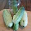 Garden Bush Pickle F1