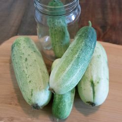 Garden Bush Pickle F1