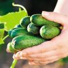 Garden Sweet Burpless Cucumber Seeds