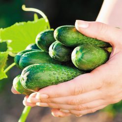 Garden Sweet Burpless Cucumber Seeds