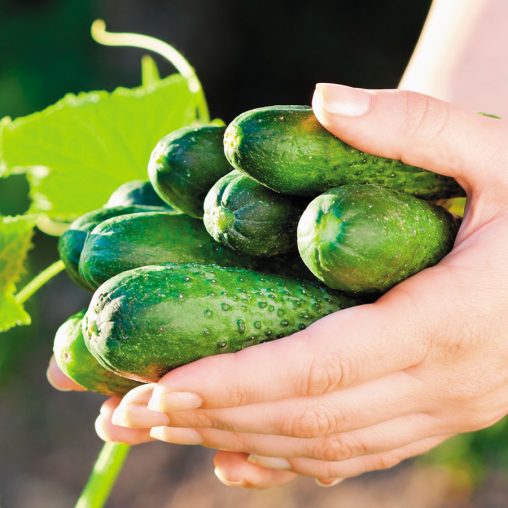 Garden Sweet Burpless Cucumber Seeds