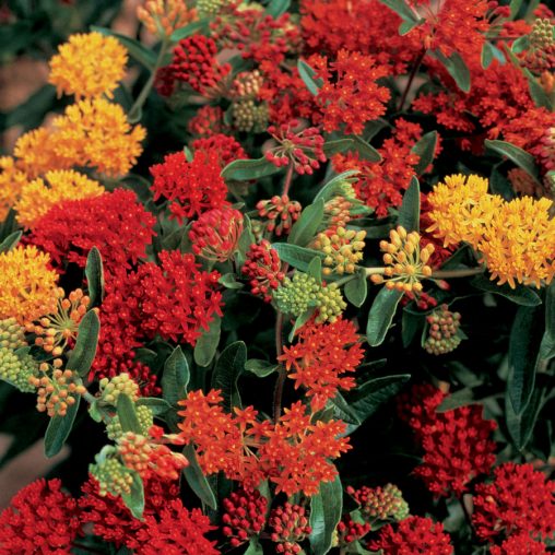 Gay Butterflies Butterfly Weed Seeds - Image 3