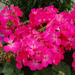 Geranium Nano Pink Seeds