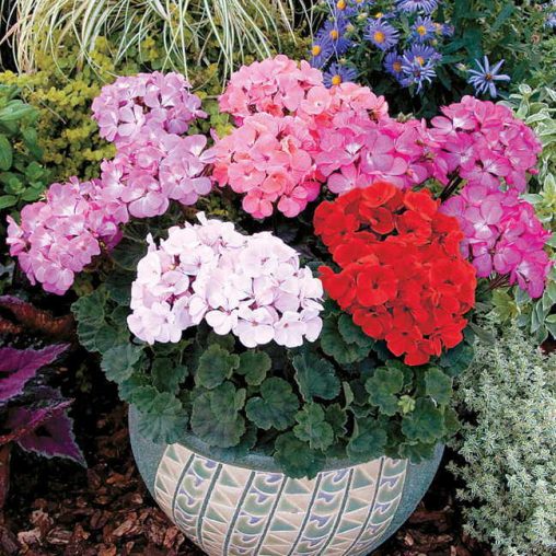 Geranium Nano Pink Seeds - Image 3