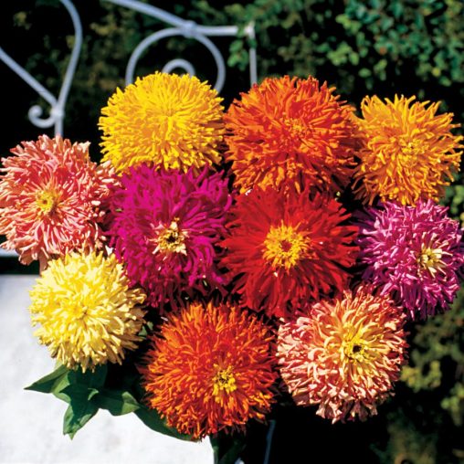 Giant Cactus Mix Zinnia Seeds - Image 3