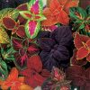 Giant Exhibition Complete Mix Coleus Seeds