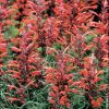 Giant Hyssop Seeds