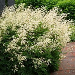 Goat's Beard
