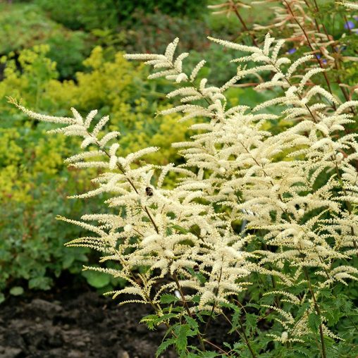 Goat's Beard - Image 3