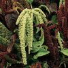 Green Love-Lies-Bleeding Seeds