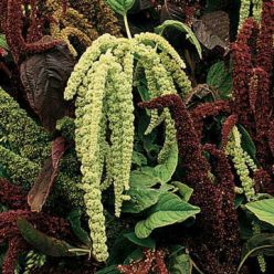 Green Love-Lies-Bleeding Seeds