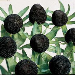 Green Wizard Rudbeckia Seeds