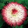 Habanera Red Tips English Daisy Seeds