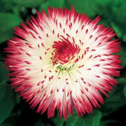 Habanera Red Tips English Daisy Seeds