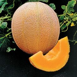 Hale's Best Organic Melon Seeds