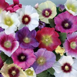 Halo Mix Hollyhock Seeds