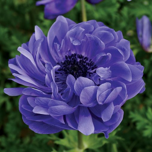 Harmony Double Blue Anemone Seeds - Image 2