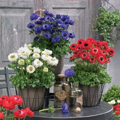 Harmony Double Mix Anemone Seeds