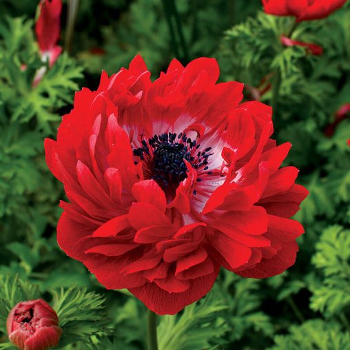 Harmony Double Mix Anemone Seeds - Image 3