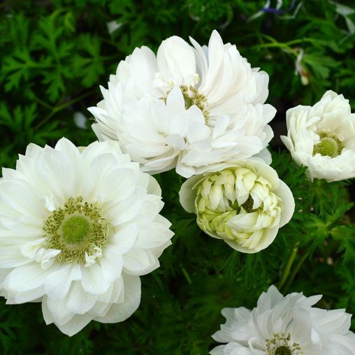Harmony Double Mix Anemone Seeds - Image 4