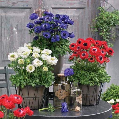 Harmony Double Scarlet Anemone Seeds - Image 3
