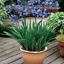 Headbourne Hybrids Lily of the Nile Seeds