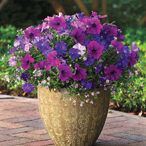 Healing Waters Petunia-Bacopa Fuseable Seeds - Image 2