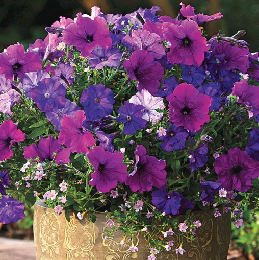Healing Waters Petunia-Bacopa Fuseable Seeds - Image 3