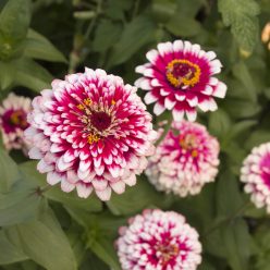Hidden Dragon Zinnia Seeds
