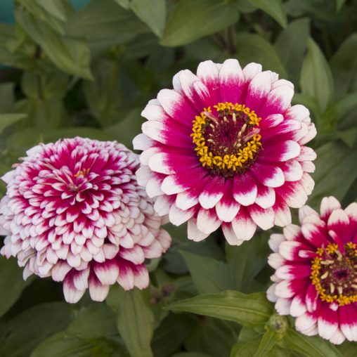 Hidden Dragon Zinnia Seeds - Image 3