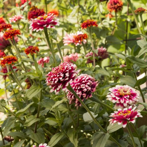 Hidden Dragon Zinnia Seeds - Image 4