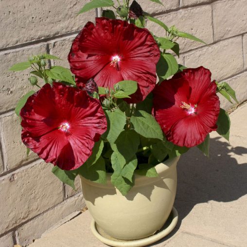 Honeymoon Deep Red Hibiscus Seeds - Image 3