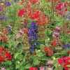 Hummingbird Wildflower Mix