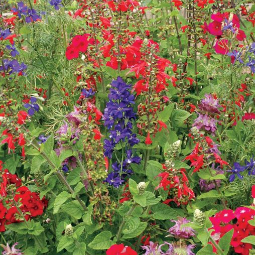 Hummingbird Wildflower Mix