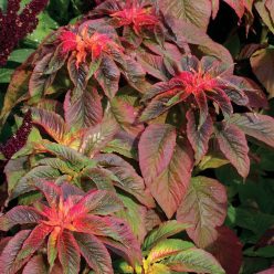 Illumination Amaranthus Seeds