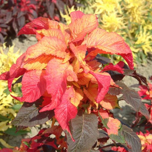 Illumination Amaranthus Seeds - Image 3
