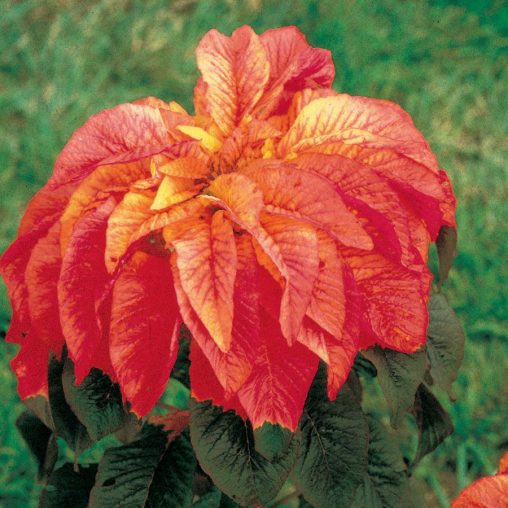 Illumination Amaranthus Seeds - Image 4