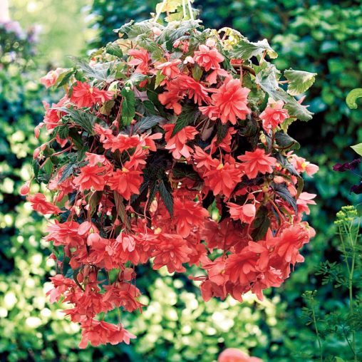 Illumination Pink Begonia Seeds - Image 2