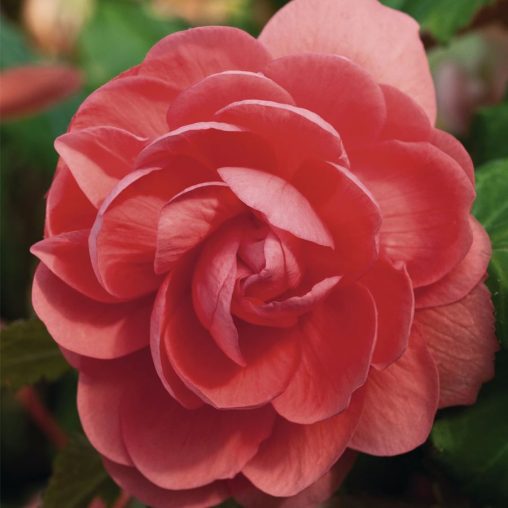 Illumination Pink Begonia Seeds - Image 3
