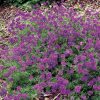 Imagination Verbena Seeds