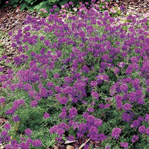 Imagination Verbena Seeds - Image 2
