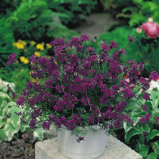 Imagination Verbena Seeds - Image 3