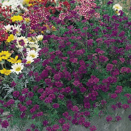Imagination Verbena Seeds - Image 4