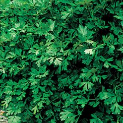 Italian Flat Leaf Organic Parsley Seeds