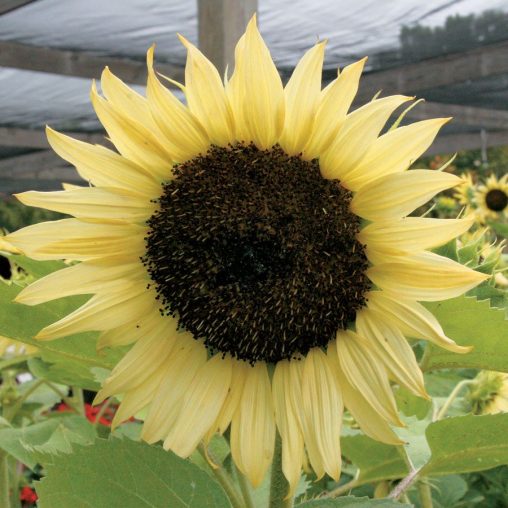 Italian White Sunflower Seeds - Image 3