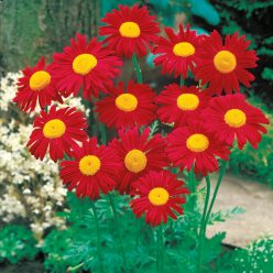 James Kelway Painted Daisy Seeds